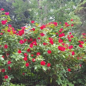 Meet your Posher, Theresa